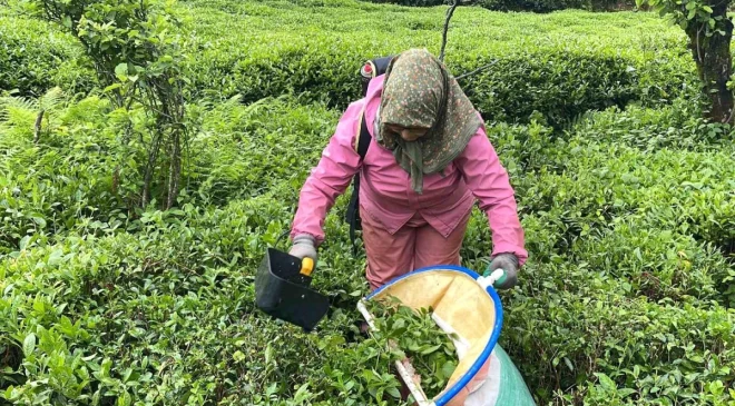 Doğu Karadeniz Bölgesi’nde çay hasadı maliyetleri artınca çay kesme motorlarına ilgi arttı