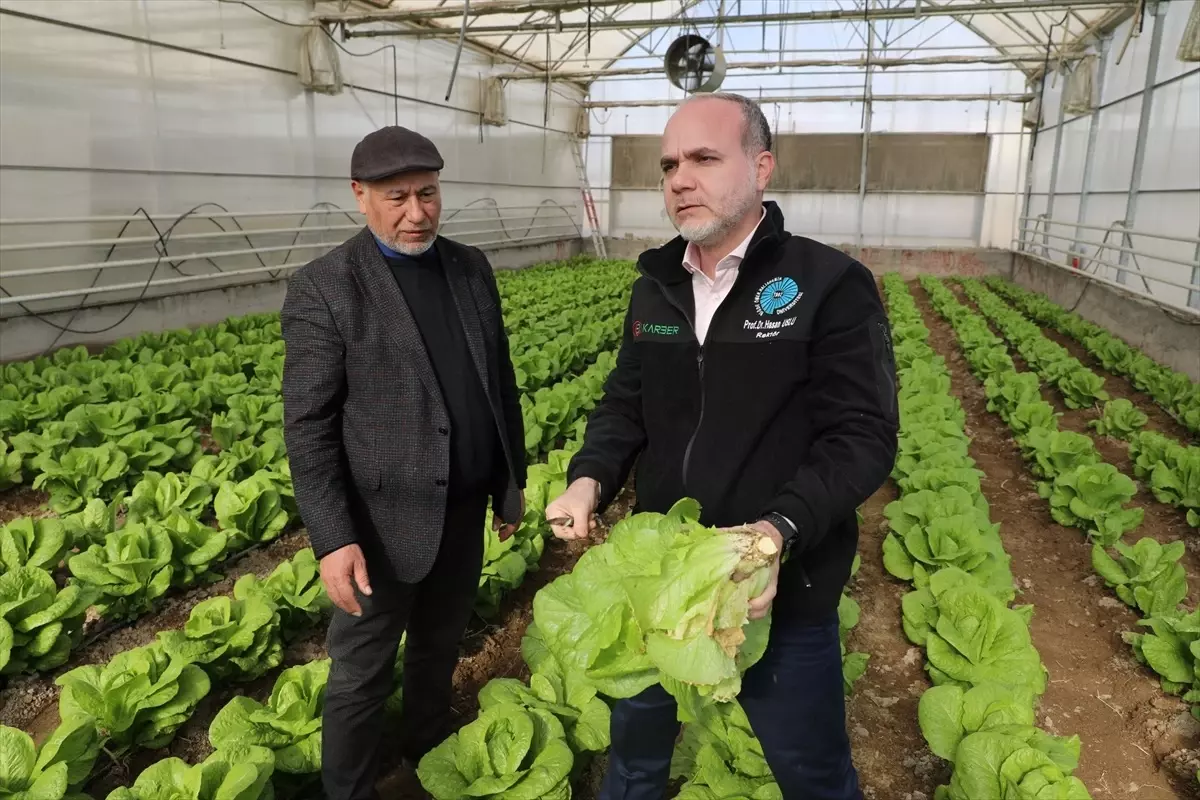 Niğde’de Marul Hasadı Başladı